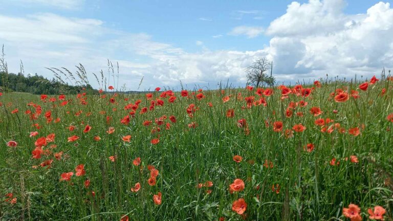 In Flanders Fields